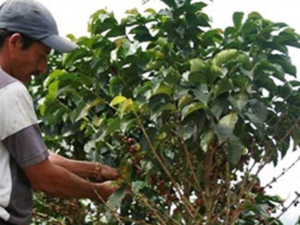 20% de afectación reportan los cafeteros del Quindío por fenómeno del niño