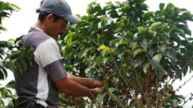 Municipios como Circasia y Montenegro tiene racionamiento de agua.