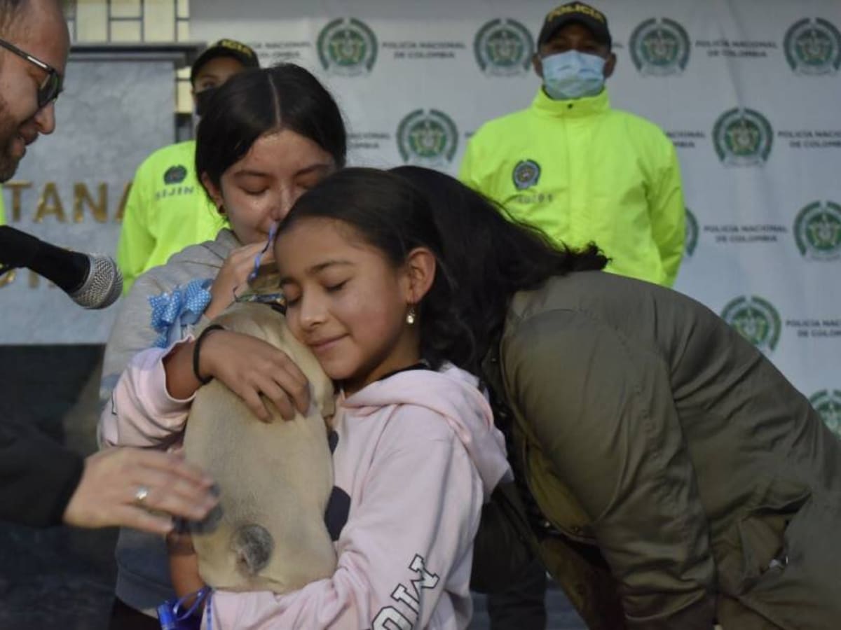 Apareció Blue, el bulldog francés que fue robado en Bogotá