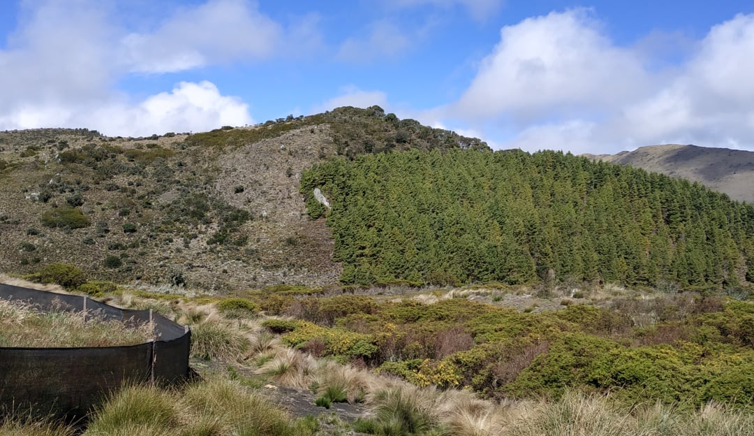  Los páramos de Colombia están inundados de pino, una especie foránea que absorbe mucha agua y deja sin vida a las especies nativas.