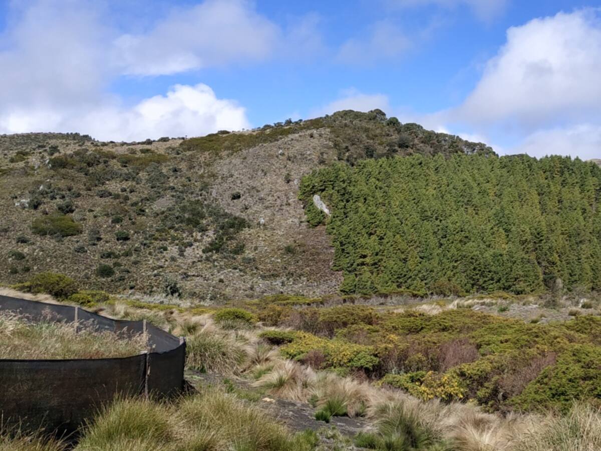 El pino, un árbol exótico que afecta los páramos del país