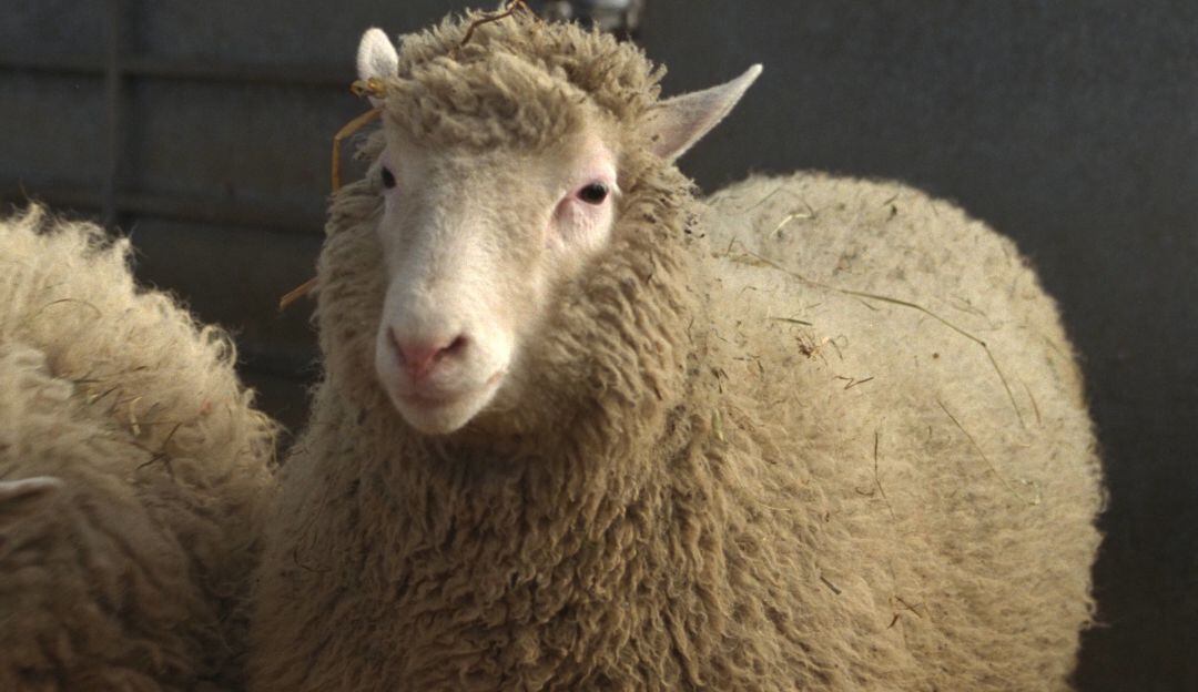 Oveja Dolly