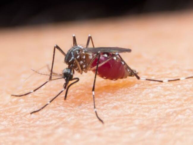 Mosquito transmisor de Dengue.