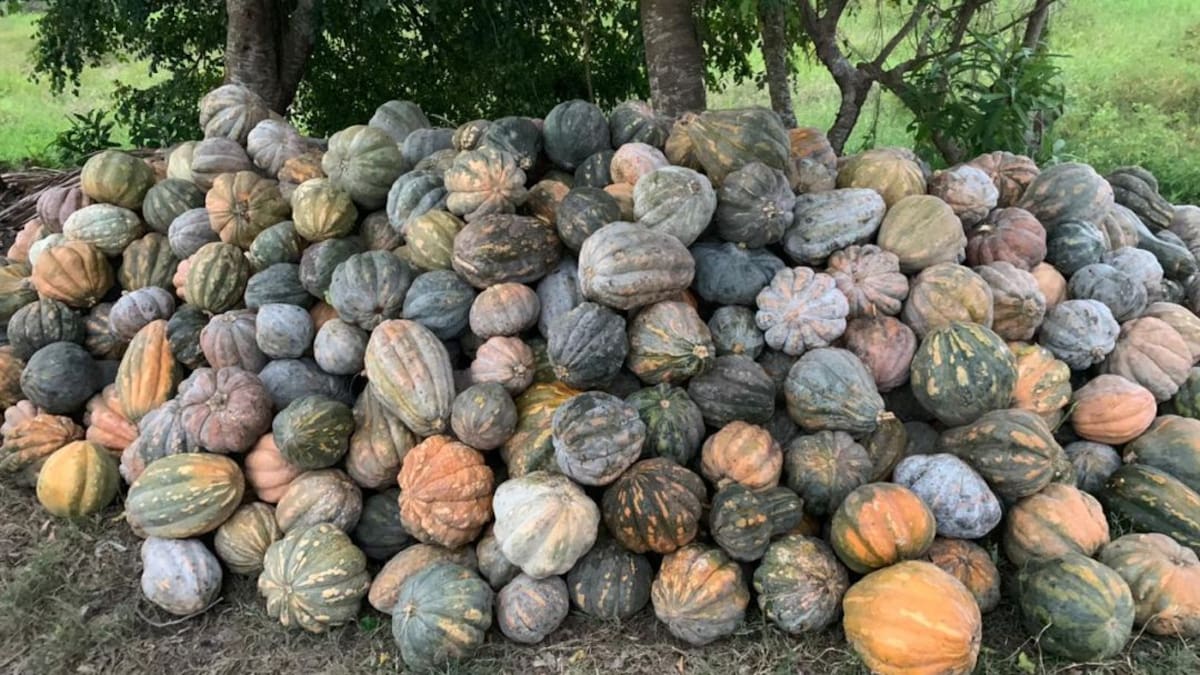 Productores de ahuyama de Pinillos están perdiendo la cosecha y lanzan SOS