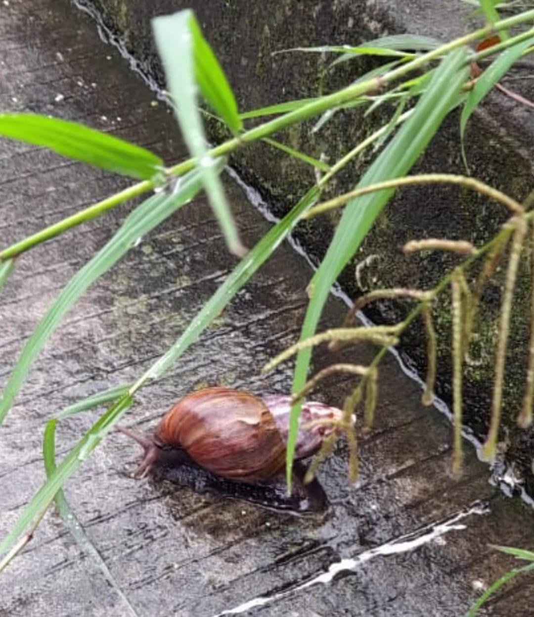 Caracol africano. Foto: Alcaldía de Anserma.