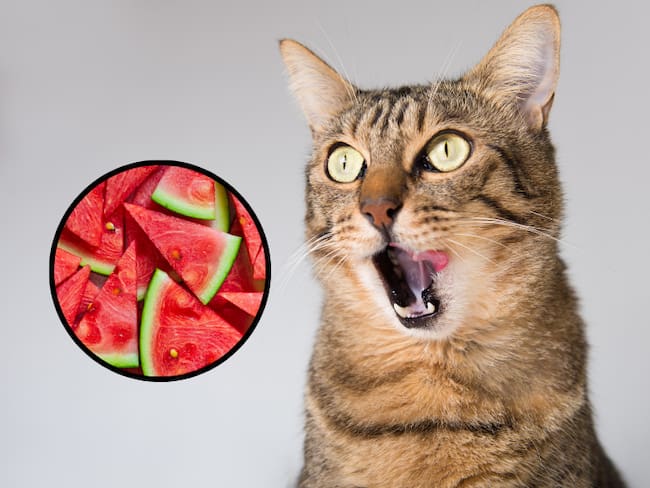 Gato con la boca abierta y la lengua afuera y de fondo unos trozos de sandía (Fotos vía Getty Images)