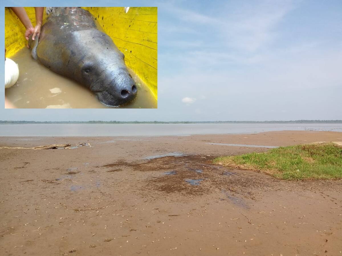 Por sequía están en riesgo los manatíes de la ciénaga El Llanito