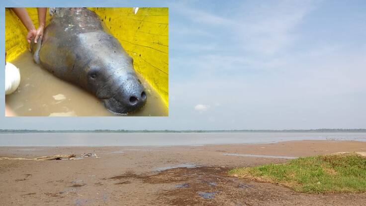 Por sequía están en riesgo los manatíes de la ciénaga El Llanito