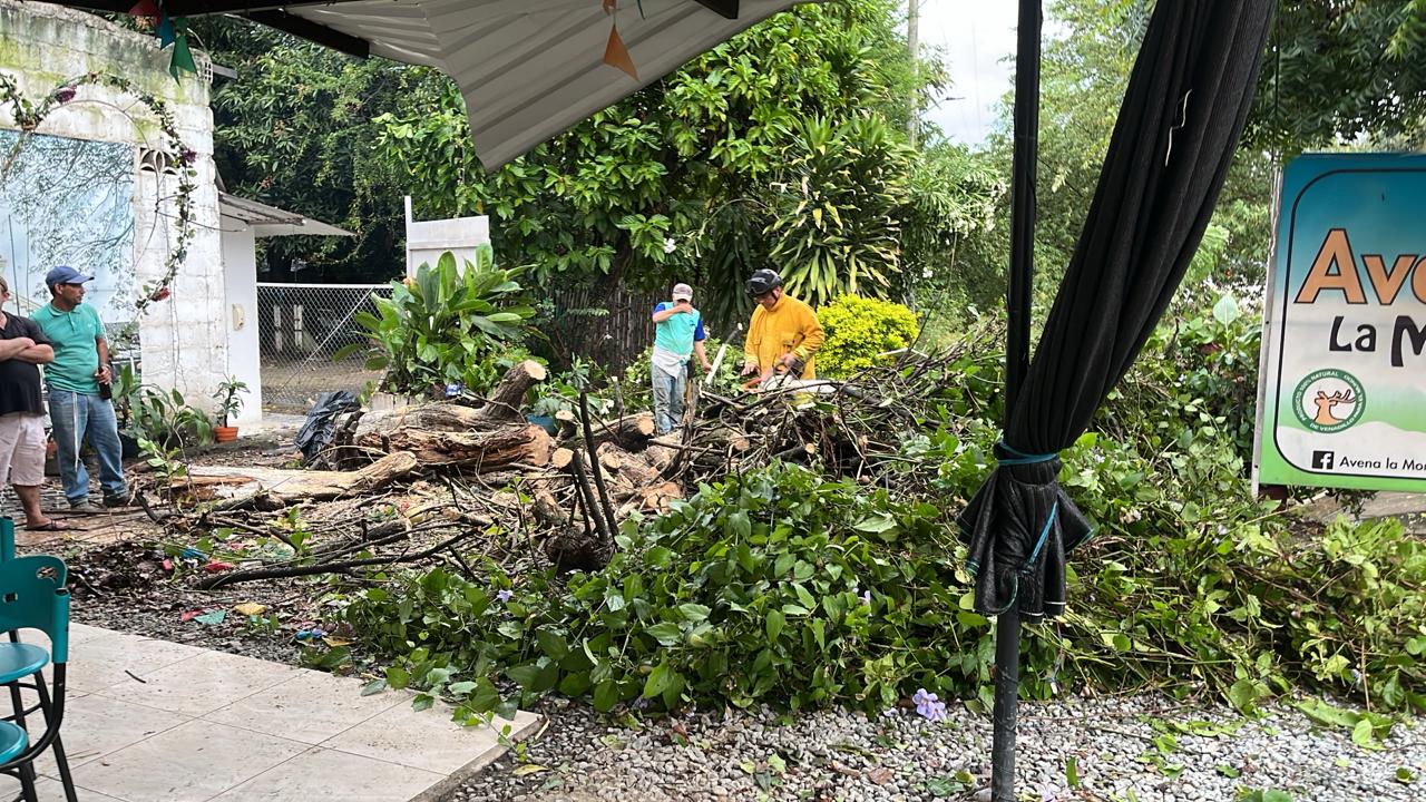 Los fuertes vientos provocaron la caída de árboles en la población de Venadillo, Tolima