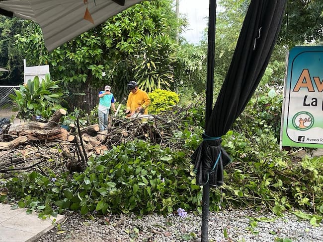 Los fuertes vientos provocaron la caída de árboles en la población de Venadillo, Tolima