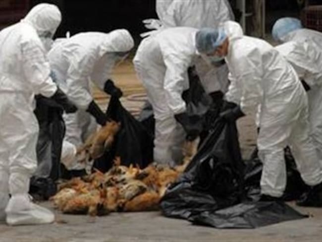 Cierran mercados y sacrifican miles de aves en Shangai por virus H7N9