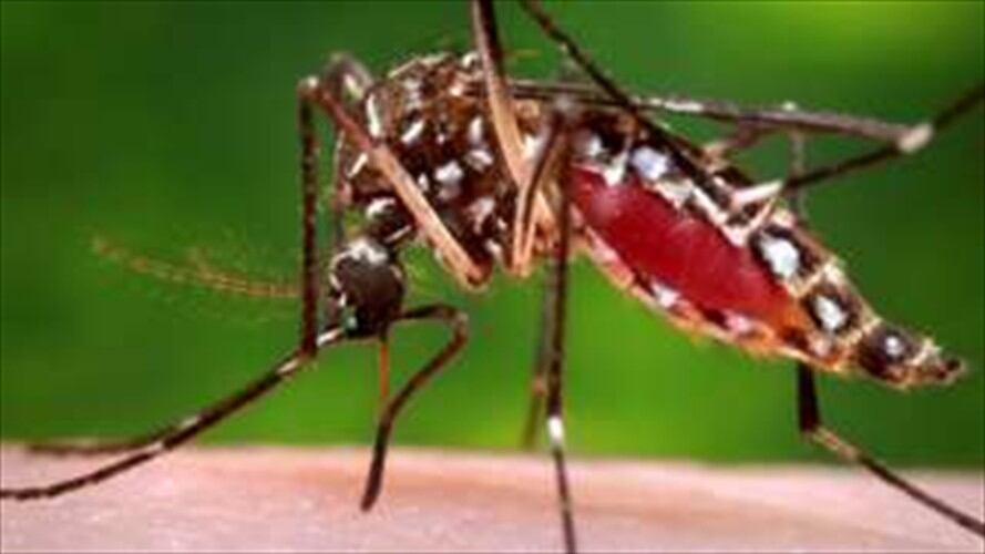 El mosquito Aedes aegypti que transmite el virus del zika, la fiebre amarilla y el chikungunya, también podría ser un vector para mayaro. Foto: Reuters, tomada de BBC Mundo