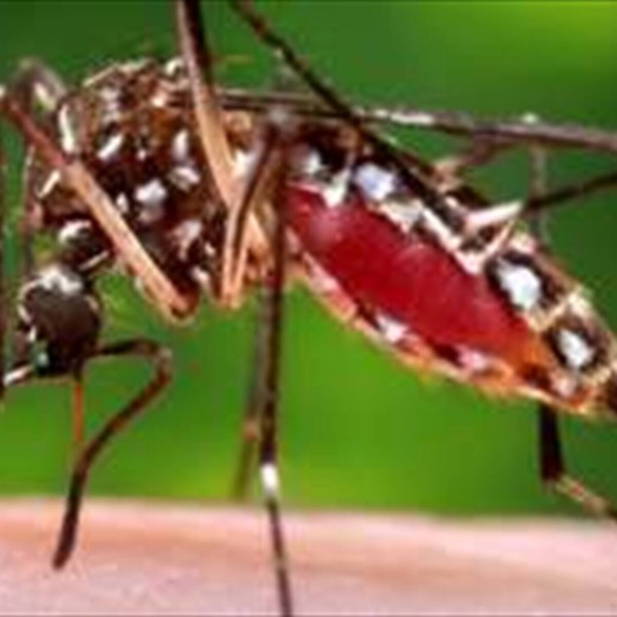 Crece número de víctimas mortales por fiebre amarilla en el Tolima