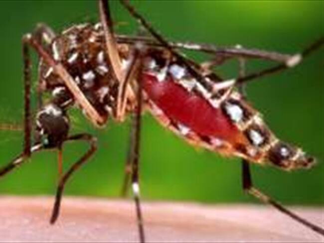 El mosquito Aedes aegypti que transmite el virus del zika, la fiebre amarilla y el chikungunya, también podría ser un vector para mayaro. Foto: Reuters, tomada de BBC Mundo