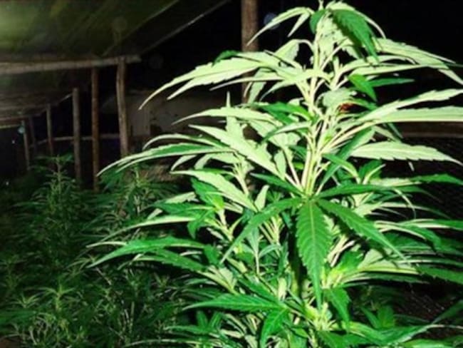 Legalización medicinal de marihuana terminaría en uso recreativo: Ordóñez