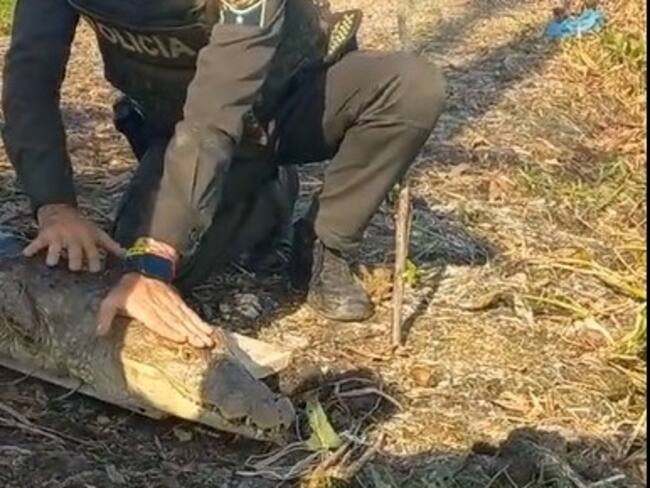 Rescatan babilla que se encontraba en el patio de una vivienda en Arjona