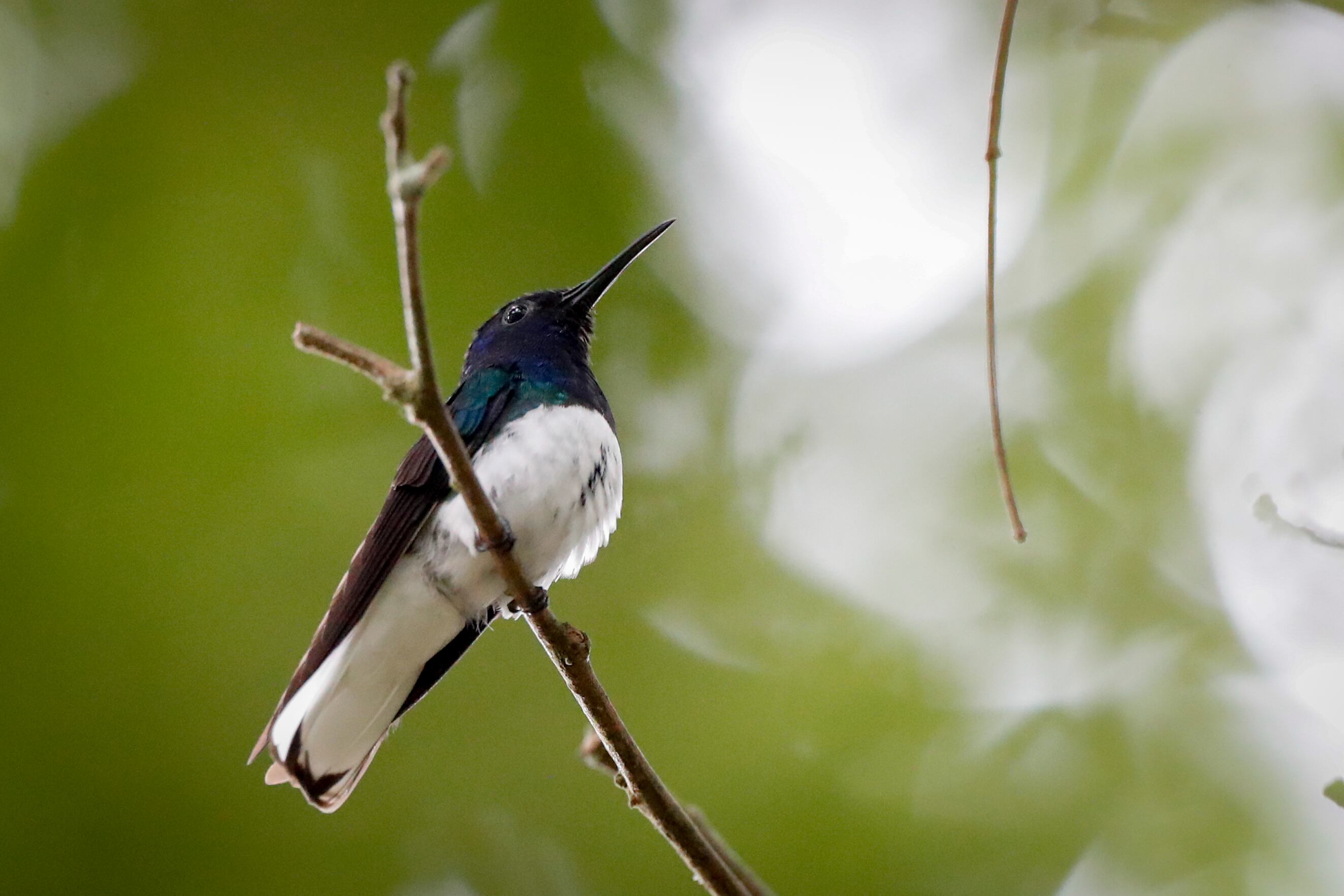 Avistamiento de aves. Imagen de referencia.