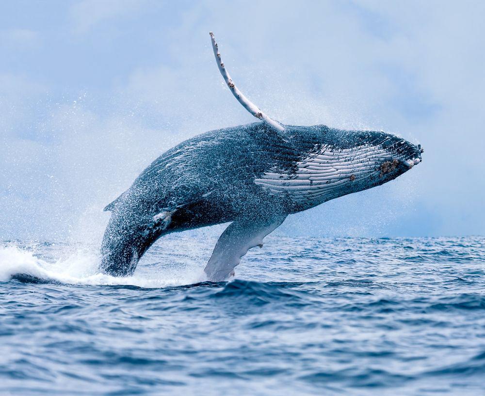 Temporada de ballenas en Buenaventura espera más de 290 mil turistas hasta octubre