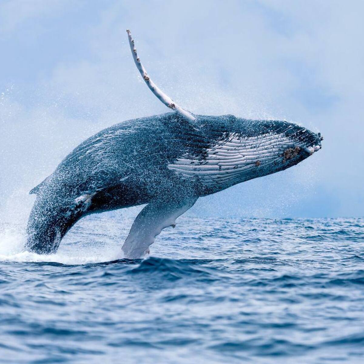 Temporada de ballenas en Buenaventura espera más de 290 mil turistas hasta octubre