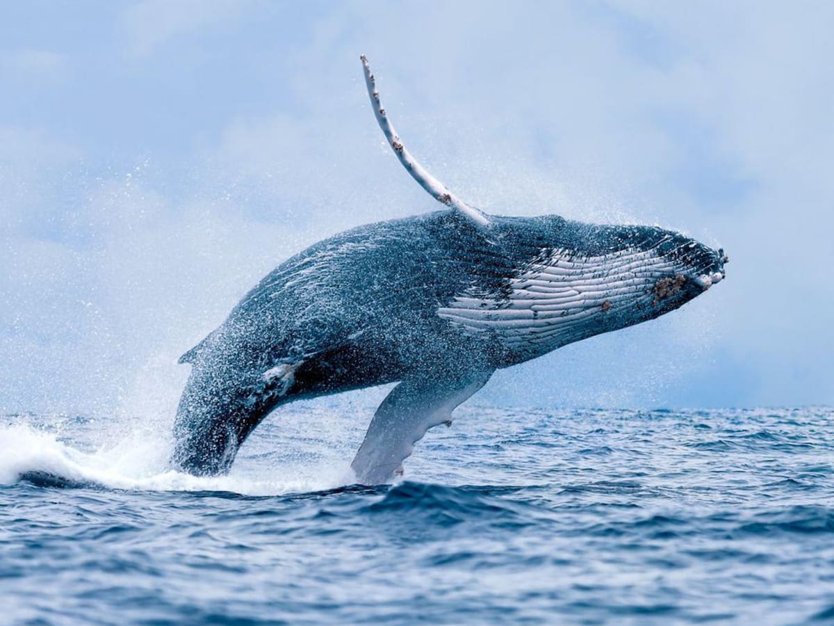 Temporada de ballenas en Buenaventura espera más de 290 mil turistas hasta octubre