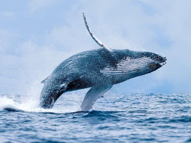 Temporada de ballenas en Buenaventura espera más de 290 mil turistas hasta octubre