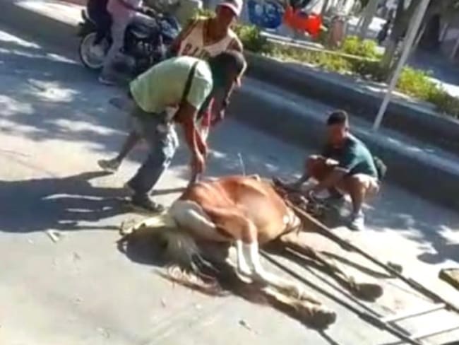 Animalistas en Santa Marta piden controles por uso vehículos de tracción animal