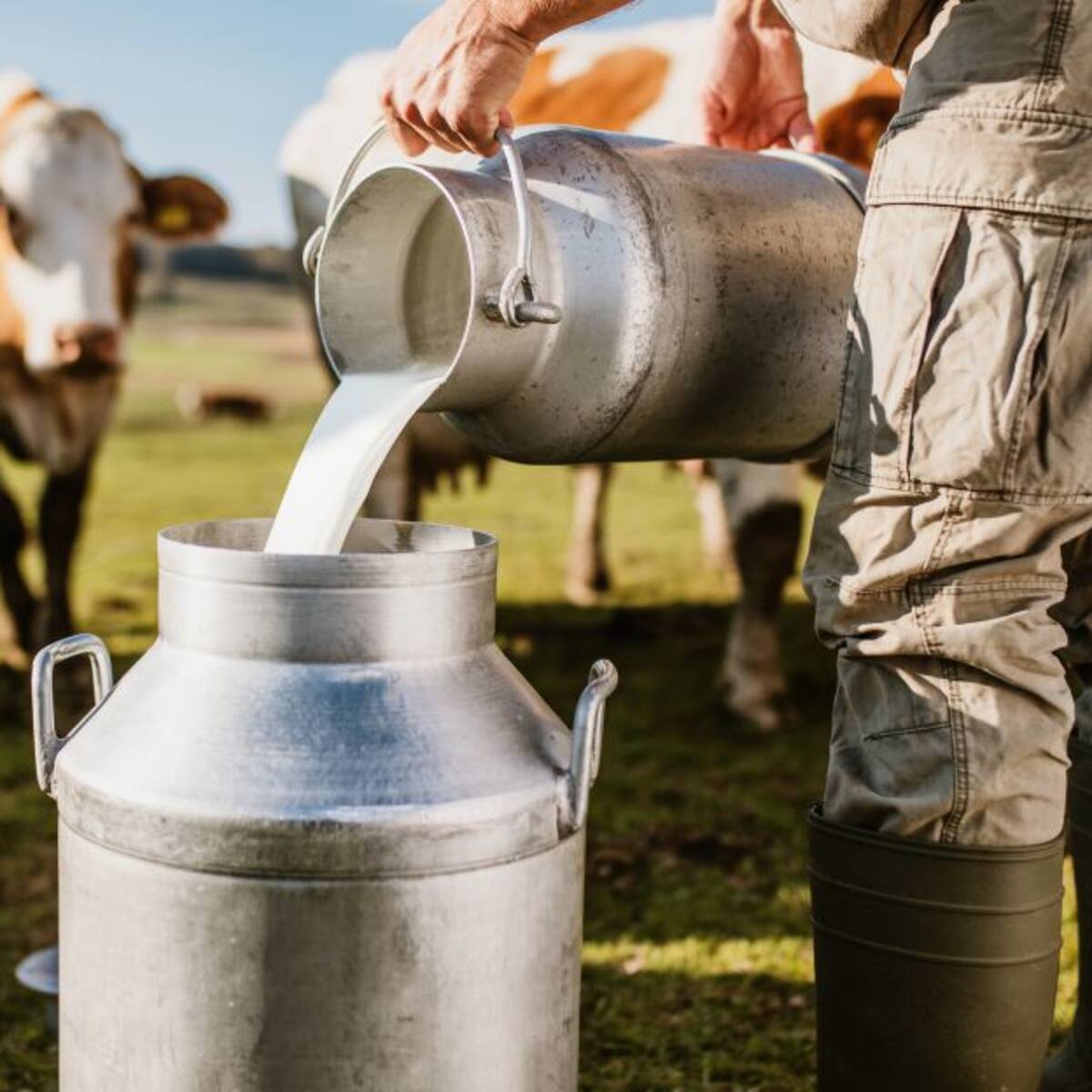 Lecheros de Boyacá incrementaron más de 10 veces la leche producida al año