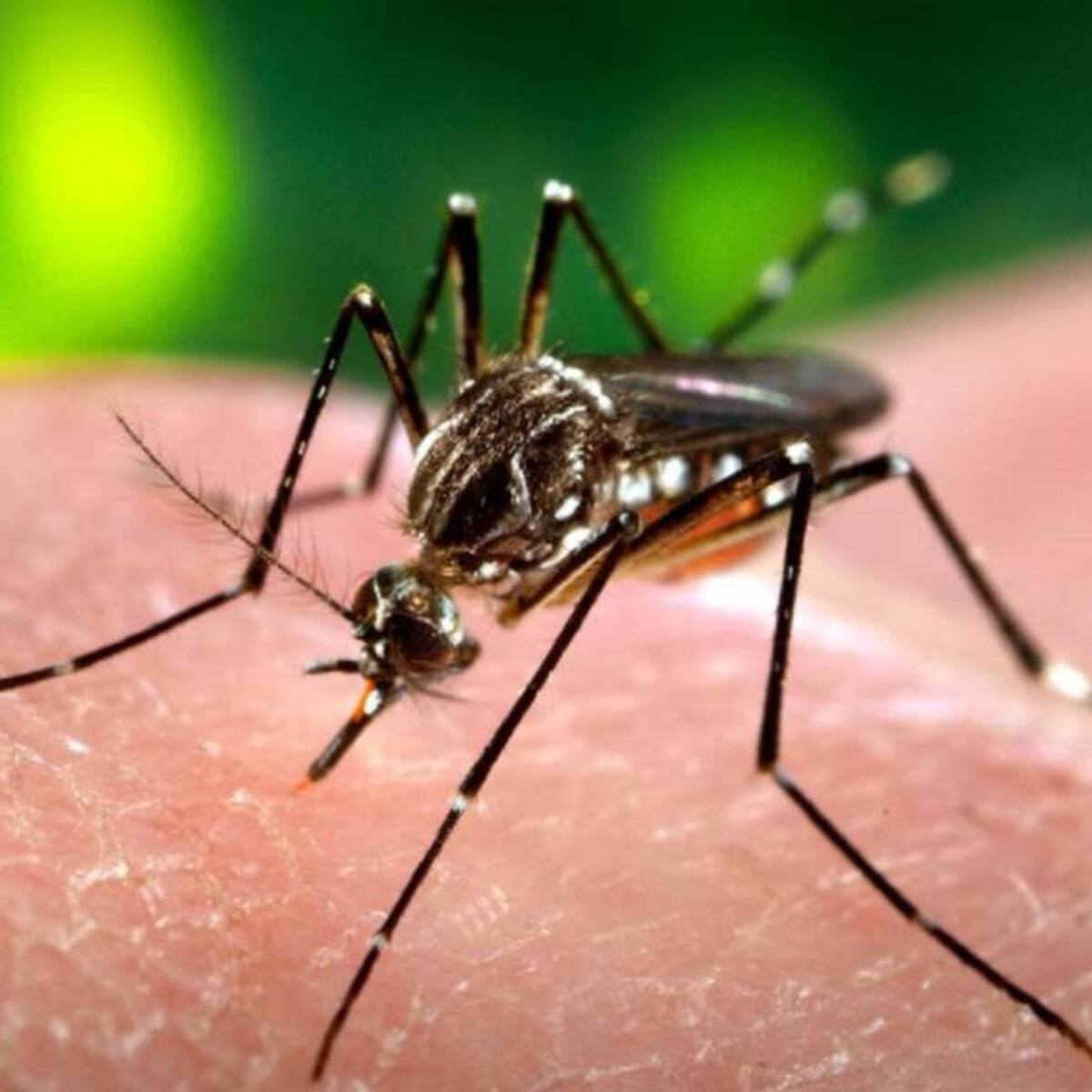 Se reporta aumento de casos de dengue en Barranquilla