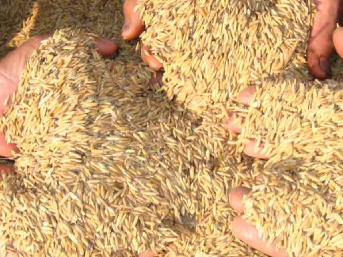 Crisis Hidroituango: bajo Cauca dejó de sembrar 18 mil hectáreas de arroz