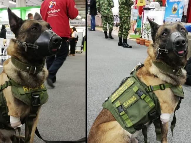 Iker, el perro que salvó de morir a 32 militares, pero quedó mutilado