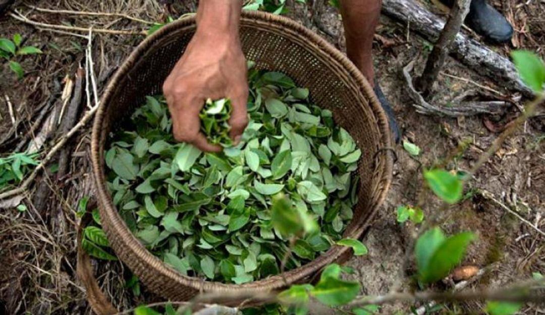 Ex cultivadores de coca