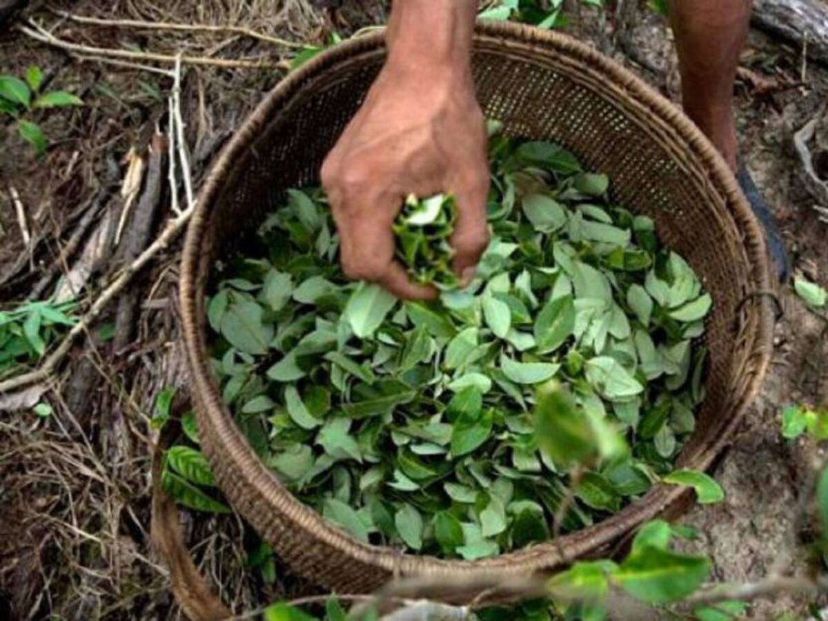 Contrapunteo: Se aprobó en primer debate proyecto para regular hoja de coca