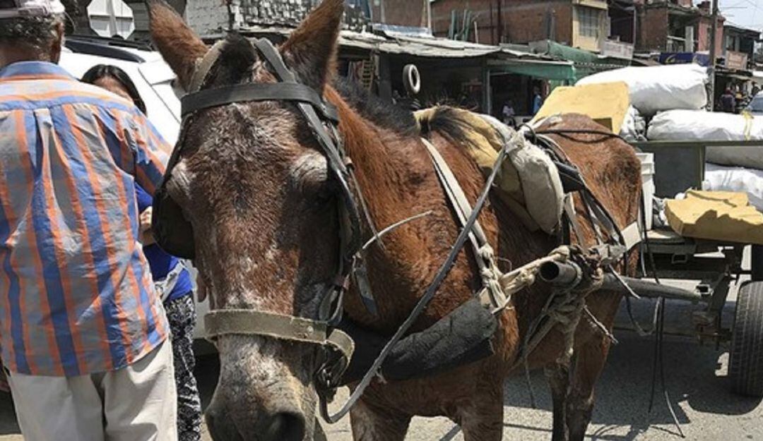 Imagen de referencia