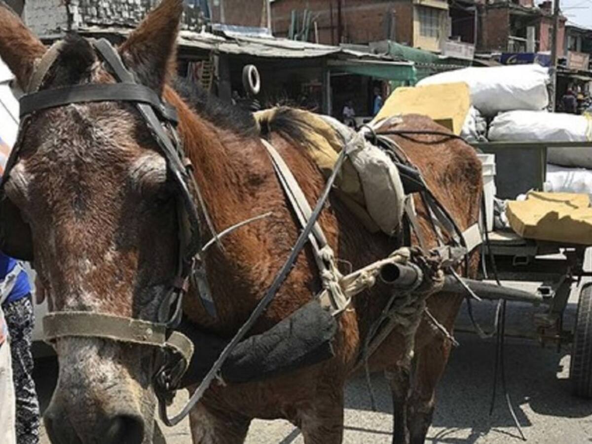 Alcaldía de Cali busca alrededor de 200 adoptantes para caballos