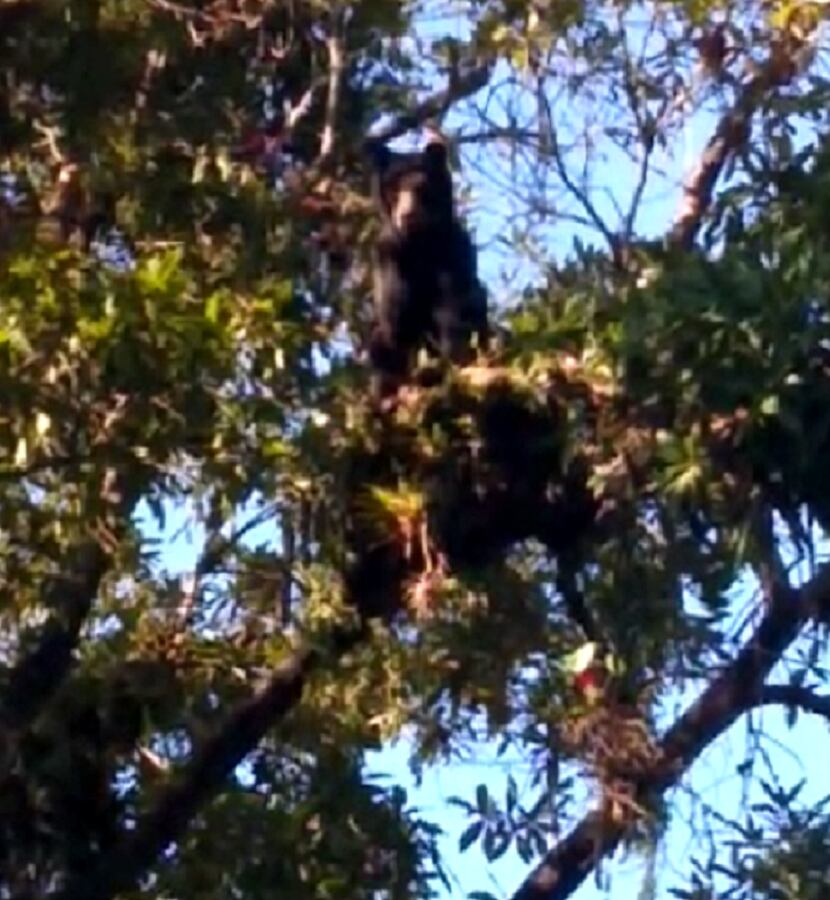 Un oso de anteojos fue sorprendido trepado en un gran árbol