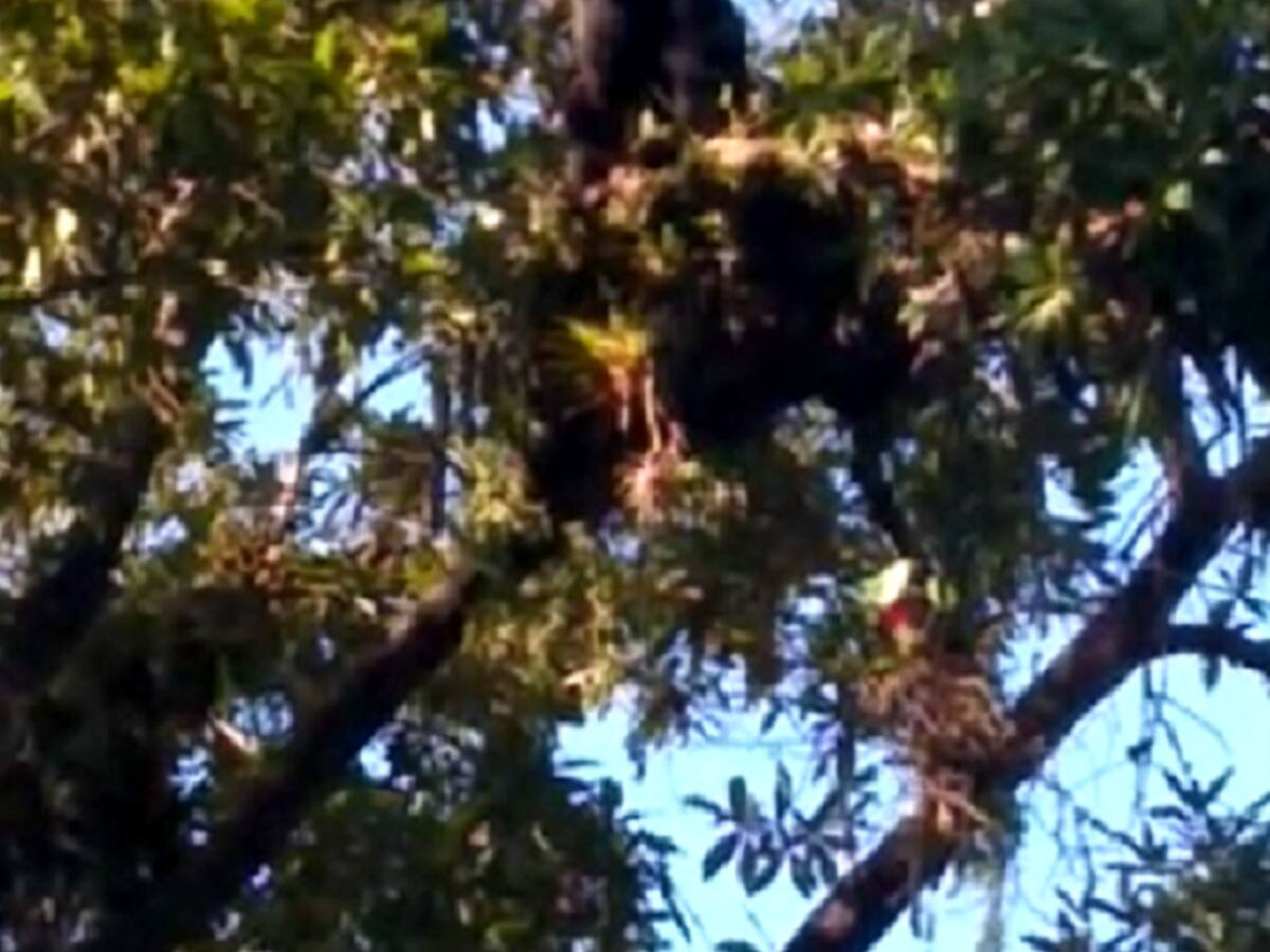 Un oso de anteojos fue sorprendido trepado en un gran árbol