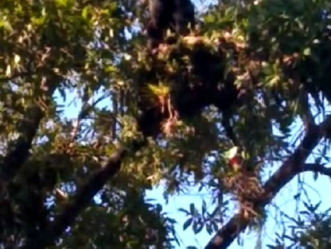 Un oso de anteojos fue sorprendido trepado en un gran árbol