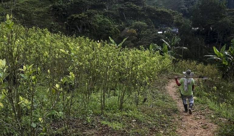 Cultivo de coca