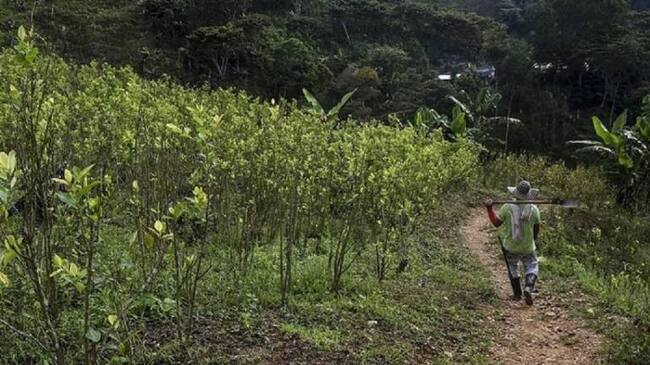 Cultivo de coca