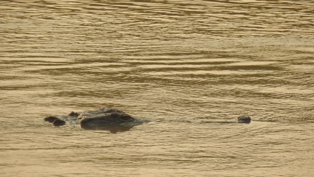 Tan solo 106 caimanes llaneros fueron identificados en el Arauca