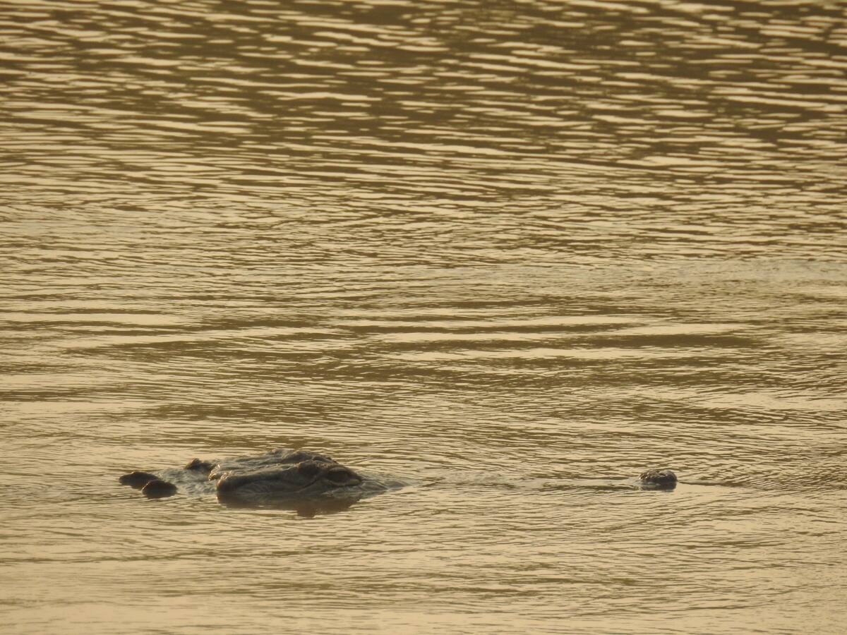 Tan solo 106 caimanes llaneros fueron identificados en el Arauca