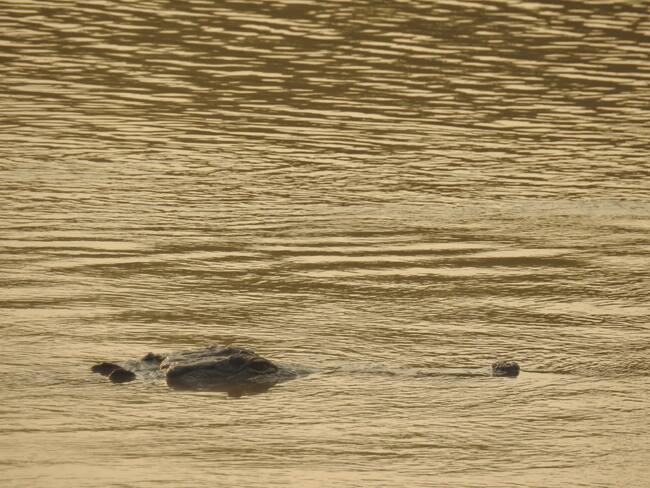 Tan solo 106 caimanes llaneros fueron identificados en el Arauca