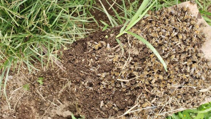 Nuevamente denuncian muerte de abejas en el departamento del Quindío