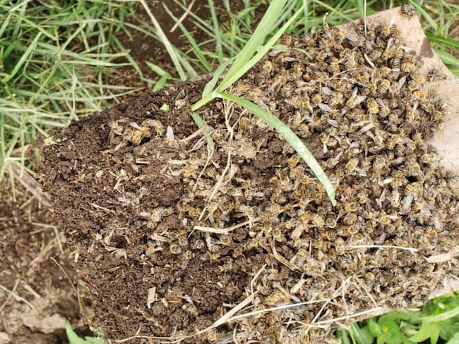 Nuevamente denuncian muerte de abejas en el departamento del Quindío