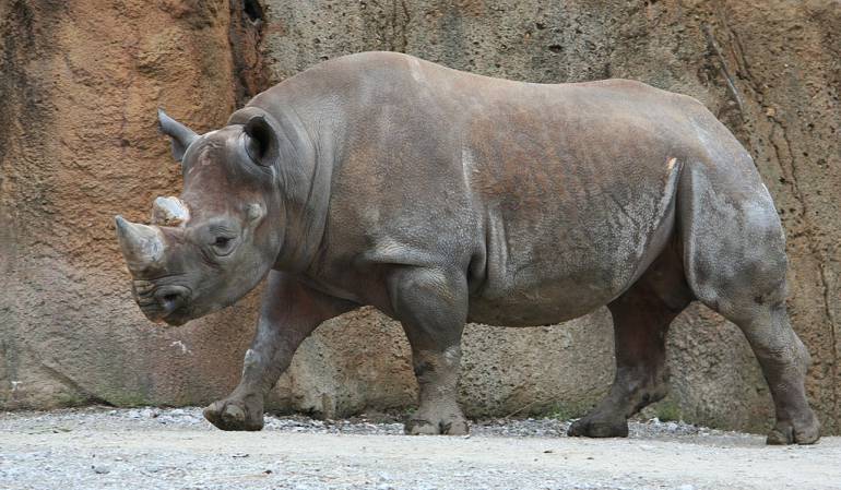 Foto de archivo de un rinoceronte negro.