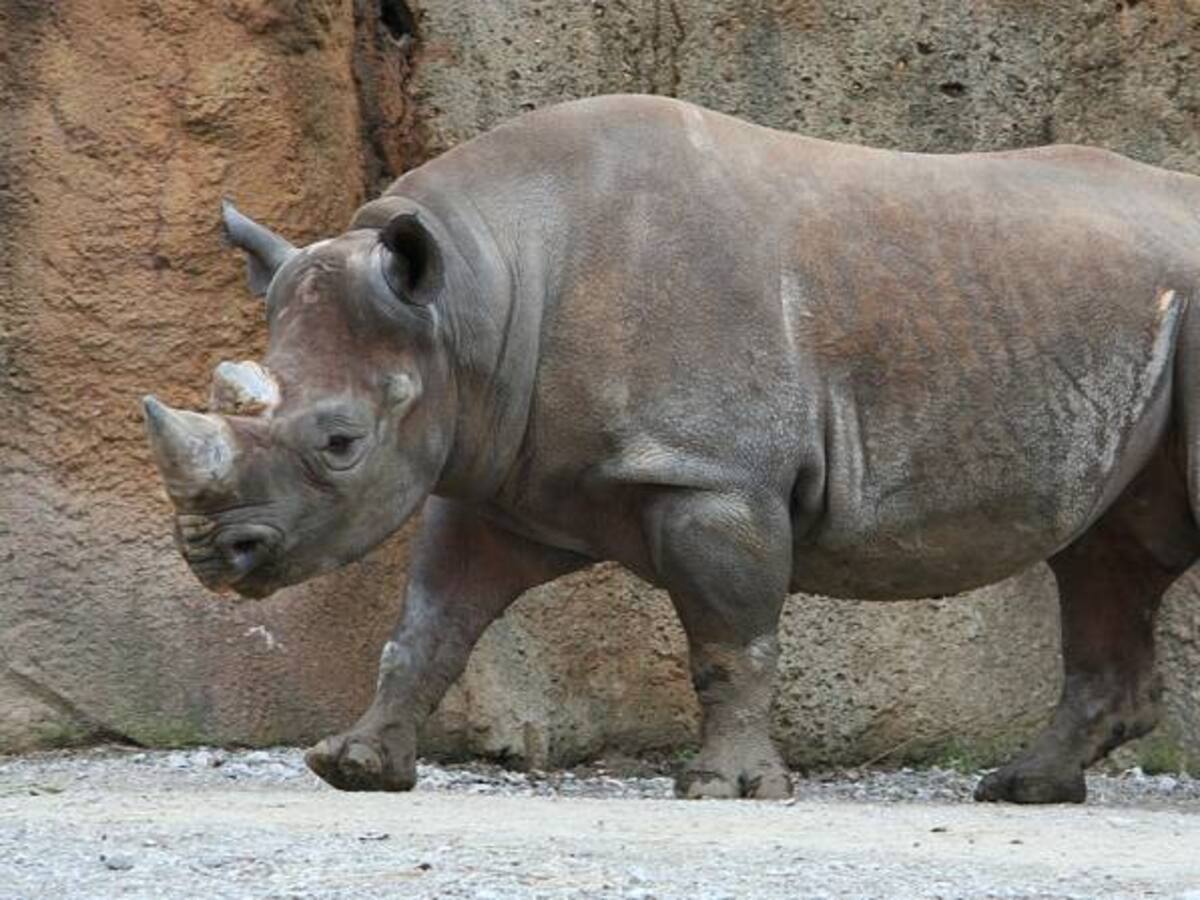 Un rinoceronte negro mata a un guardabosques en un parque nacional de Kenia