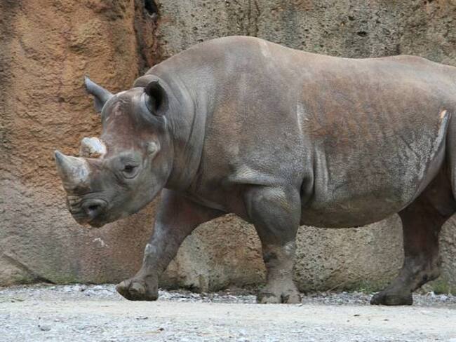 Foto de archivo de un rinoceronte negro.