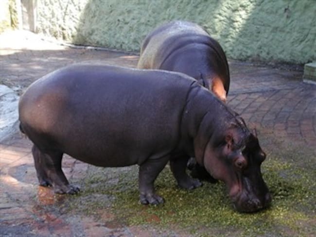 Procuraduría alerta por fuga de hipopótamos en la cuenca del río Magdalena