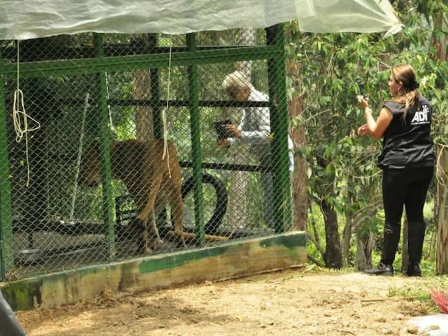 Inició la operación: Espíritu de libertad, que lleva 9 leones de Bucaramanga a Sudáfrica