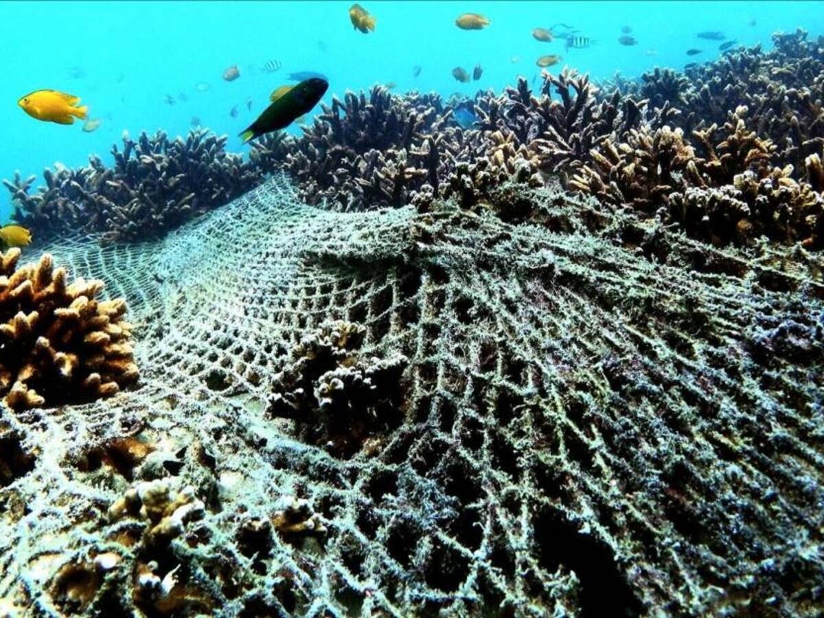 Corte Constitucional tumba la pesca con fines deportivos